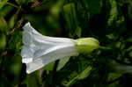 Hedge false bindweed